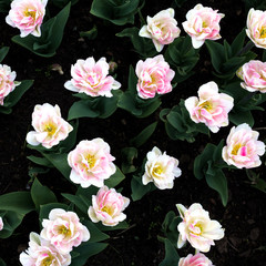 Beautiful pink tulips. Floral background.