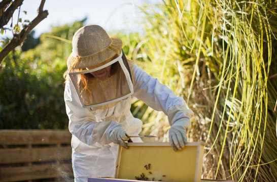 Mid adult woman in bee keeper's clothing lifting up part of a bee hive.