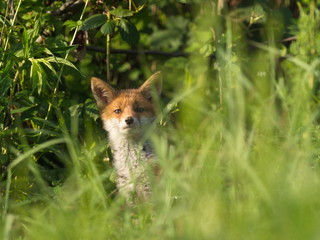 Jungfuchs in der Abendsonne - Young fox in the evening sun