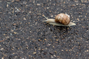 Snail