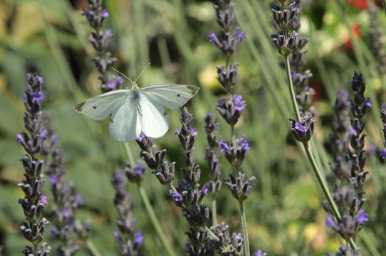 Una farfalla su fiore di lavanda