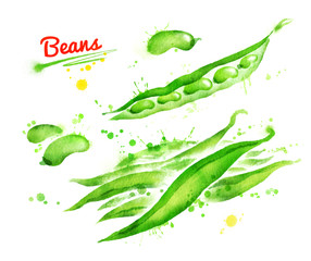 Watercolor illustration of french beans