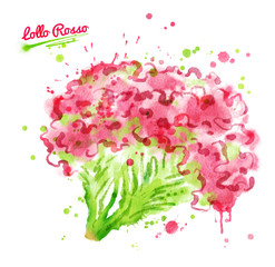 Watercolor illustration of lollo rosso salad