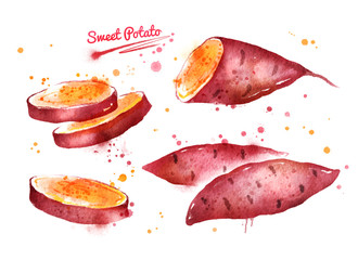 Watercolor illustration of sweet potato