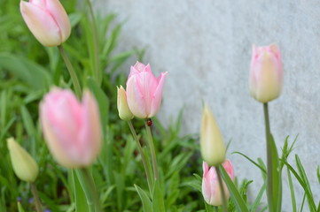 Tulipes
