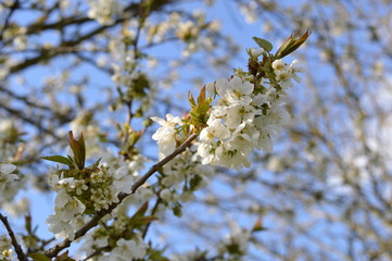 Fleurs de cerisier