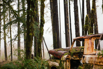 Rustic truck in foggy forest
