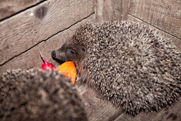 Hedgehog, home in a box, in a box © viktoryabov