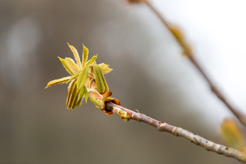 Nyutspruckna blad av hästkastanj
