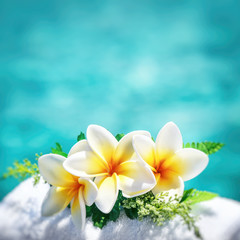 Fototapeta na wymiar Beautiful frangipani flowers