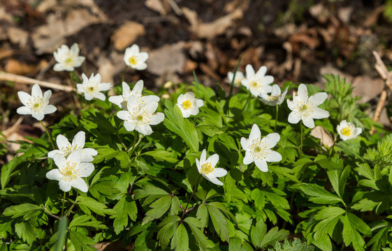 Vitsippor i skogsgl&auml;nta
