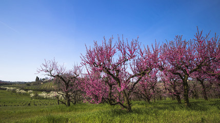 Peach trees filled with pink flowers in a garden