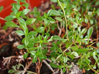 Wild mountains savory herbs