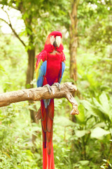 Red blue parrot sitting on wooden branch looking at me in camera in the forrest at daytime.