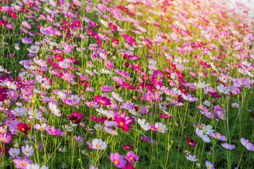 Pink and red cosmos flowers garden and soft focus