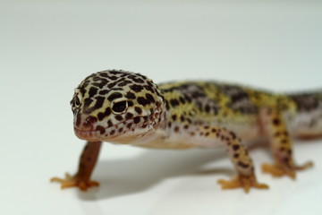 leopard gecko isolated on white background