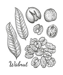 Ink sketch of walnuts