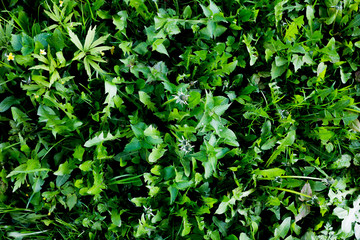 Fototapeta premium Green grass background.