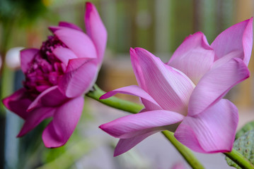 Blooming Lotus Flowers