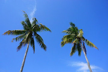 Coconut Tree with blue sky background. 