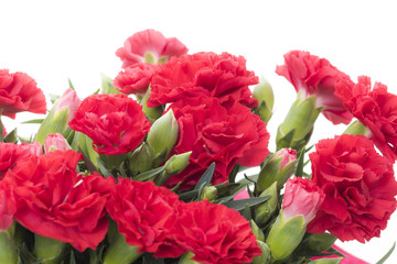 カーネーション