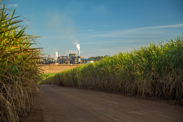 usina de a&ccedil;ucar