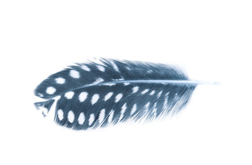 Decorational feather isolated