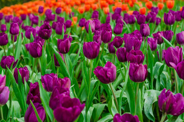 Colourful fresh tulip in  flower garden
