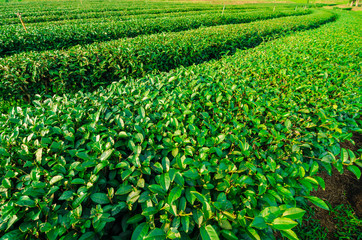 Agricultural tea plantation farm