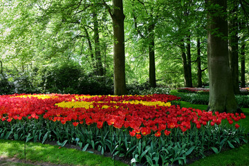 Flower bed of yellow and red tulips in the shade of trees in the park