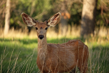 A young mule deer buck displays a set of large ears.