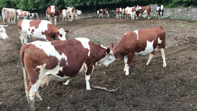 cows battle fighting