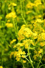 Obraz premium 菜の花