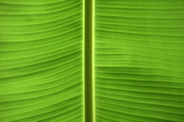 Banana Leaf. Banana Tree. 