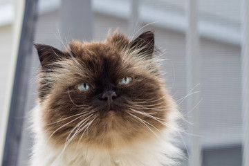  Portrait of a Himalayan cat
