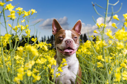 Dog In Flowers