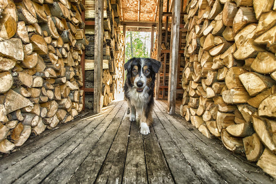 dog in woodshed