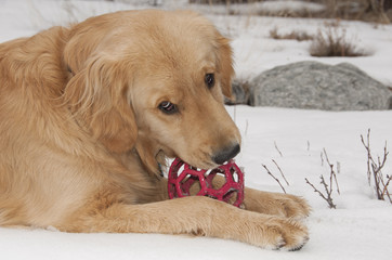 Golden Retriever Puppy Plays with Ball in Snow