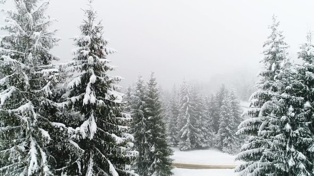 Winter Carpathian, fly over fir tree in the snowstorm.