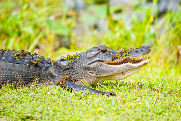 Wild aligator by Florida everglades.