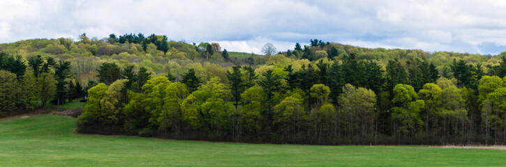 Fototapeta na wymiar banner picture of greenery: the many shades of green in the woods in early spring 