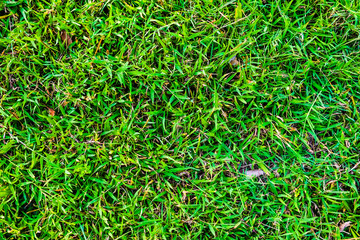 Green fresh nature grass background
