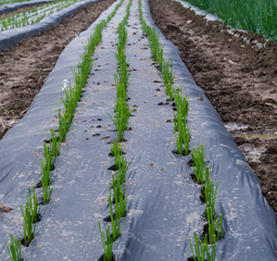 vegetable seedlings planted in rows covered with plastic mulch in a market garden 
