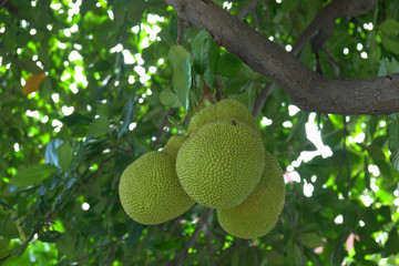 Jackfruit hanging on tree.