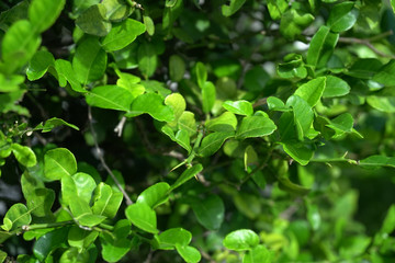 Fototapeta na wymiar Lime leaves , lemon , green leaves , lime leaves are on the trees