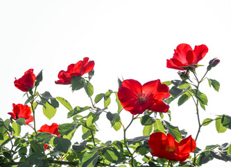 赤いバラ　アルティッシモ