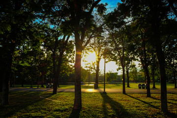 Summer park landscape while sunset light