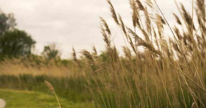 Overcast Windy Prairie