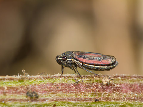 Sharpshooter Leafhopper Cuerna striata