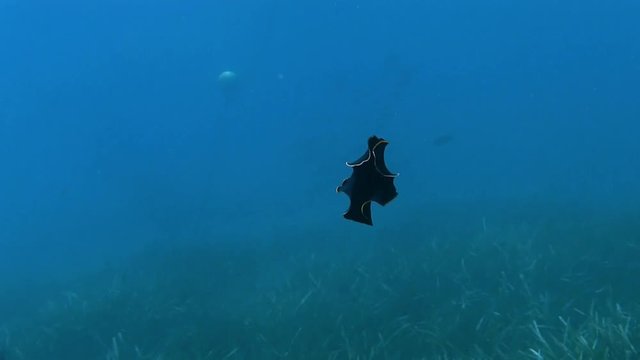 Costa Brava, diving the Mediterranean sea, Nudibranch, Red-Rim Flatworm, Spain